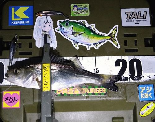 シーバスの釣果