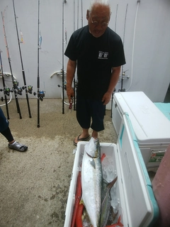 ヒラマサの釣果