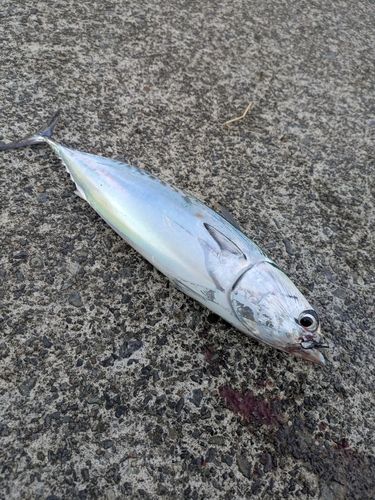 ソウダガツオの釣果