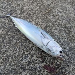 ソウダガツオ