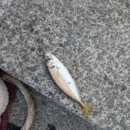 アジ