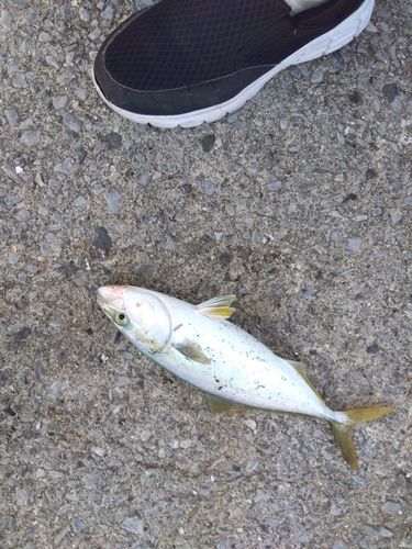 臼杵湾