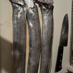タチウオ