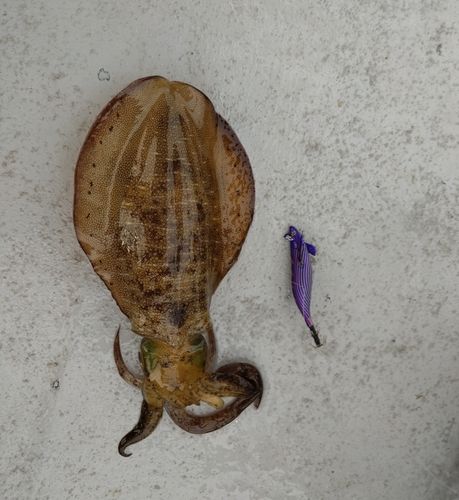 アオリイカの釣果