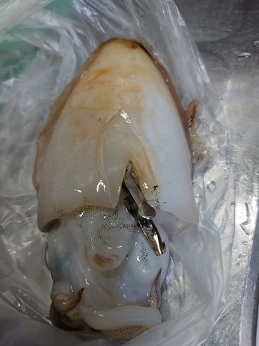 シリヤケイカの釣果