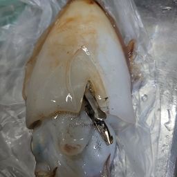 シリヤケイカ