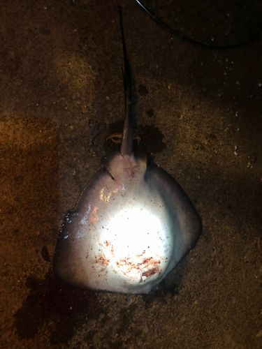 エイの釣果