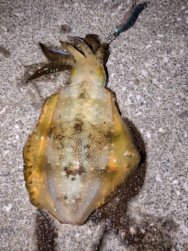 アオリイカの釣果
