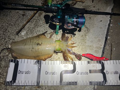 アオリイカの釣果