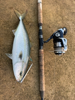 イナダの釣果
