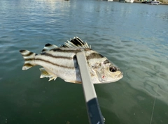 コトヒキの釣果