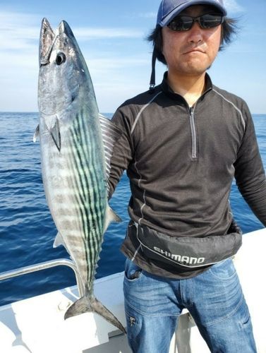 ハガツオの釣果