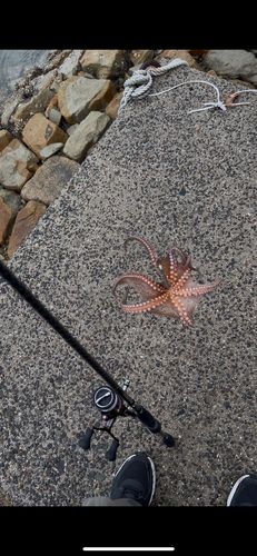 タコの釣果