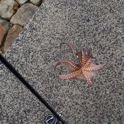 タコ