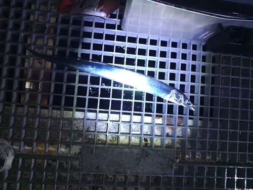 タチウオの釣果