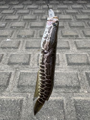 南多摩