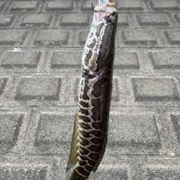 ライギョ