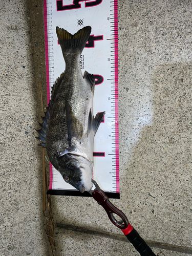 クロダイの釣果