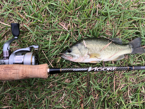 ラージマウスバスの釣果