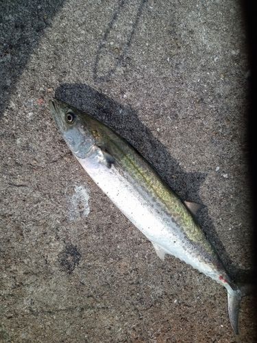 サゴシの釣果
