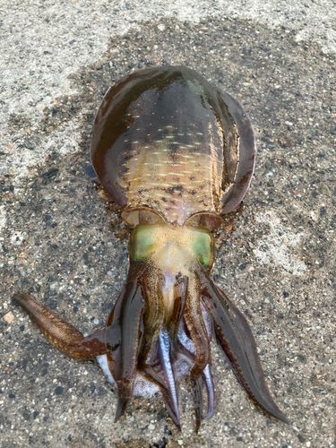 アオリイカの釣果