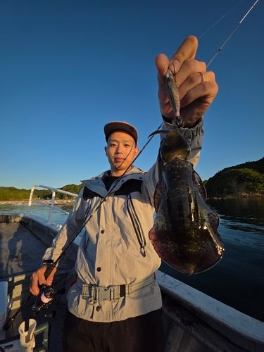 アオリイカの釣果