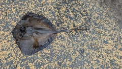 アカエイの釣果