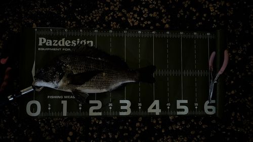 クロダイの釣果