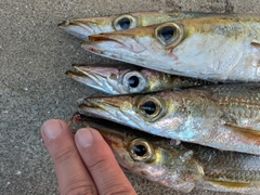 アカカマスの釣果