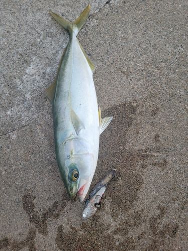 コゾクラの釣果