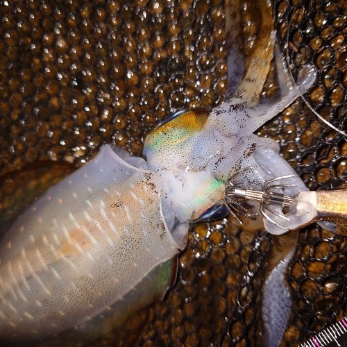 アオリイカの釣果