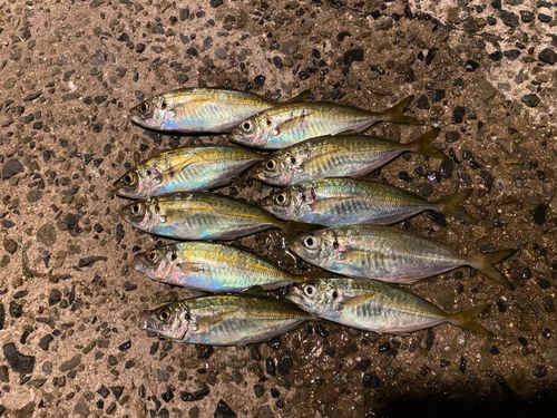 アジの釣果