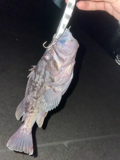 クロソイの釣果