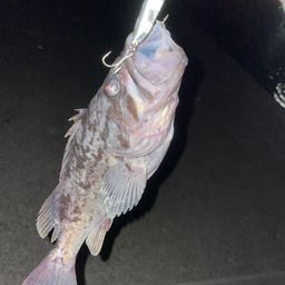 クロソイ