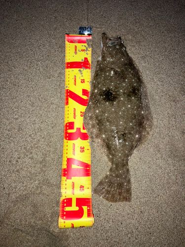 ヒラメの釣果