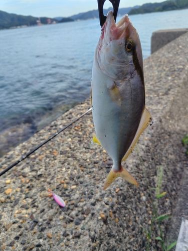 舞鶴湾