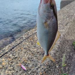 シオ