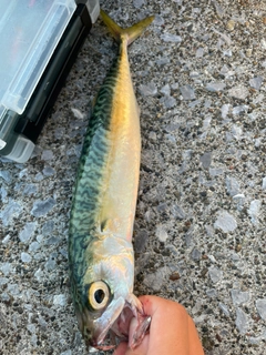 サバの釣果