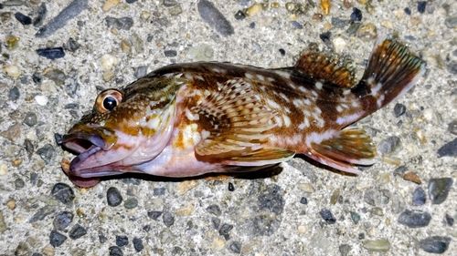 カサゴの釣果