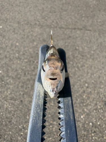 ヒイラギの釣果
