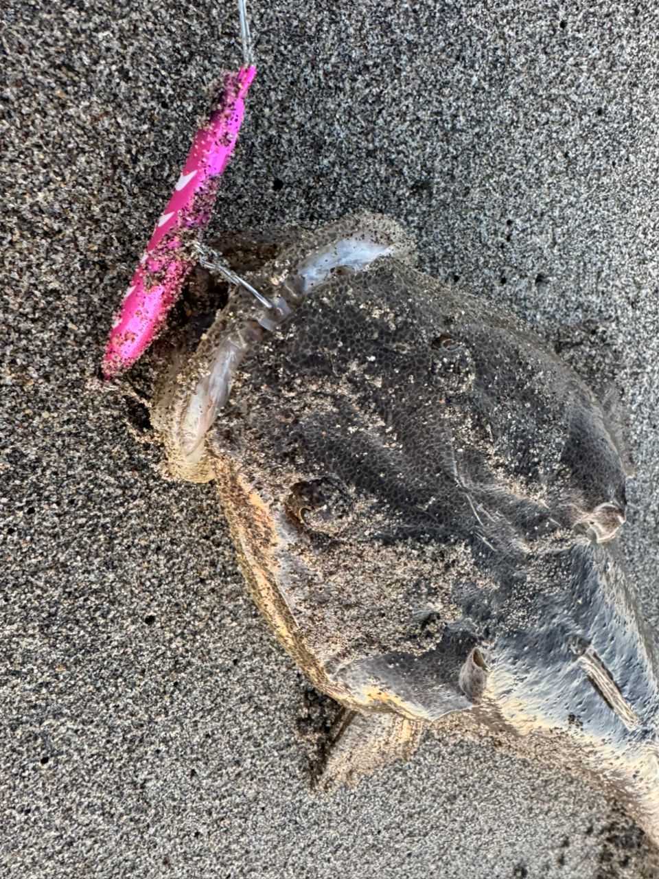 マゴチ