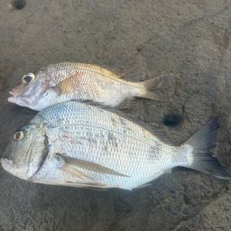 クロダイ