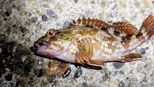 カサゴの釣果