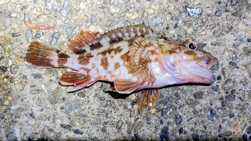 カサゴの釣果
