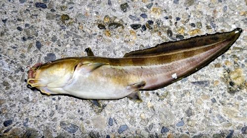ゴンズイの釣果