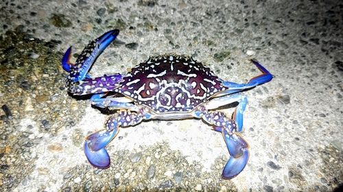 タイワンガザミの釣果