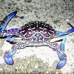タイワンガザミ