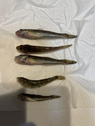 ハゼの釣果