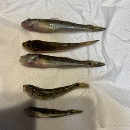 ハゼ