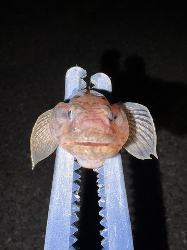 ハゼの釣果